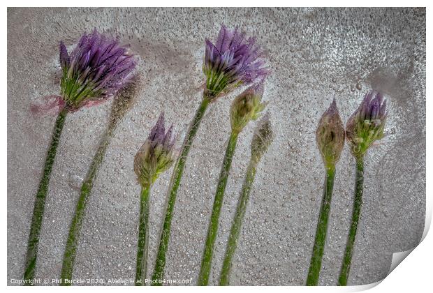 Chive Flowers Print by Phil Buckle