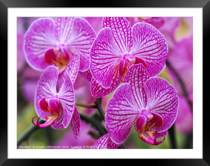 Pink Orchids Framed Mounted Print by Angela Cottingham
