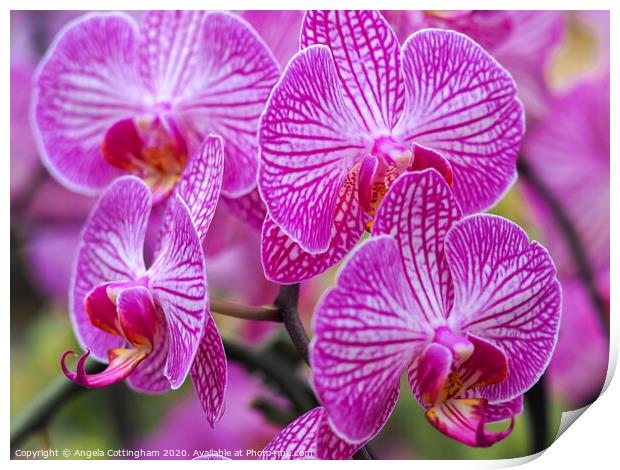 Pink Orchids Print by Angela Cottingham