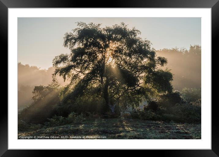 Beautiful sunrise landscape of sun beams shining through tree with golden glow all around Framed Mounted Print by Matthew Gibson