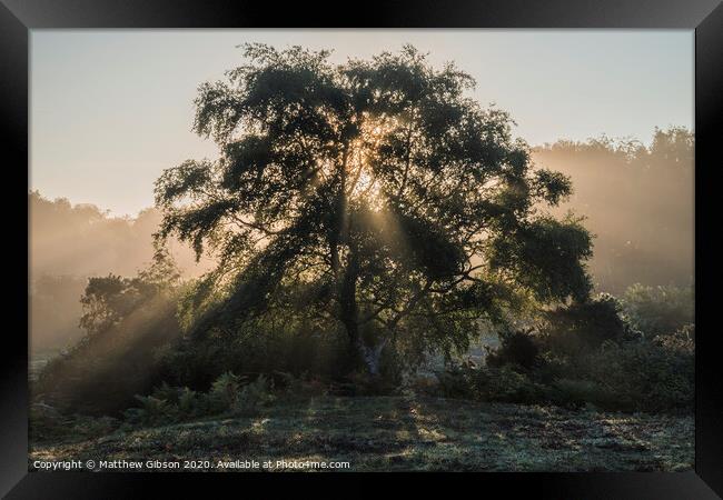 Beautiful sunrise landscape of sun beams shining through tree with golden glow all around Framed Print by Matthew Gibson