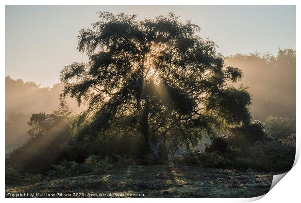Beautiful sunrise landscape of sun beams shining through tree with golden glow all around Print by Matthew Gibson