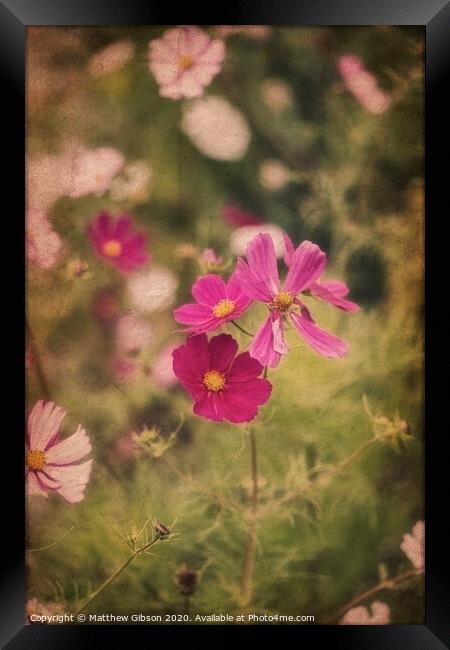 Beautiful image of meadow of wild flowers in Summer with vintage retro effect filters applied Framed Print by Matthew Gibson