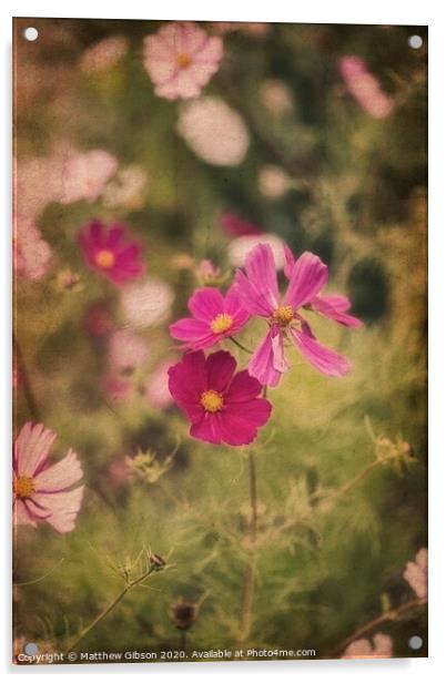Beautiful image of meadow of wild flowers in Summer with vintage retro effect filters applied Acrylic by Matthew Gibson
