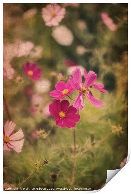 Beautiful image of meadow of wild flowers in Summer with vintage retro effect filters applied Print by Matthew Gibson