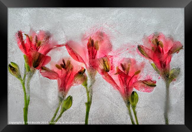 Alamestria Flowers Framed Print by Phil Buckle