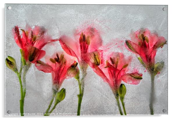 Alamestria Flowers Acrylic by Phil Buckle