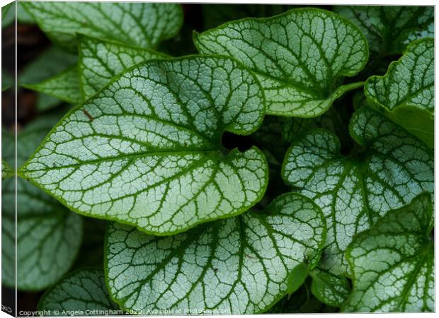 Brunnera Leaves Canvas Print by Angela Cottingham