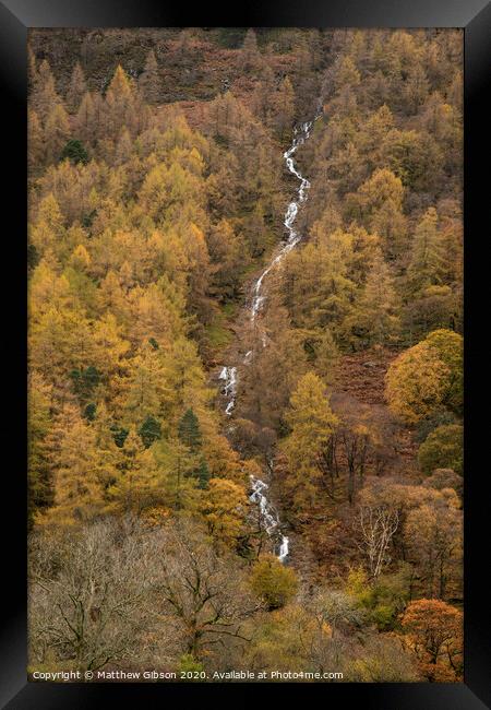 Stunning vibrant golden Autumn Fall landscape of larch tree forest with river and waterfall flowing through from top to bottom of image Framed Print by Matthew Gibson