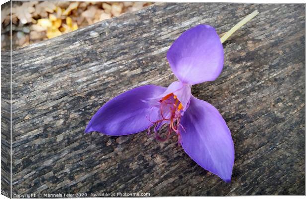 Purple flower on a bench Canvas Print by Marinela Feier