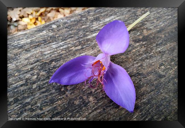 Purple flower on a bench Framed Print by Marinela Feier