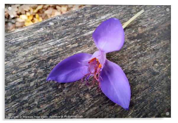 Purple flower on a bench Acrylic by Marinela Feier