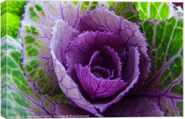 Purple and Green Canvas Print by Jane Metters