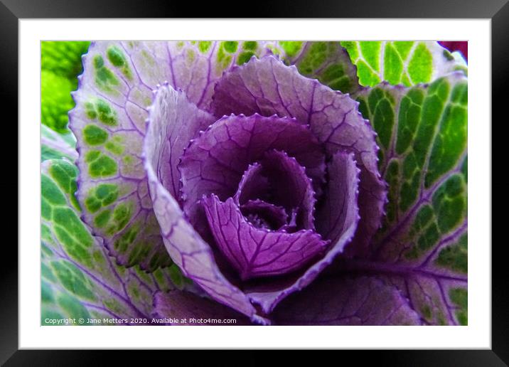 Purple and Green Framed Mounted Print by Jane Metters