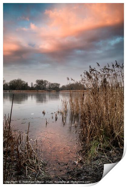 Stunning colorful Winter sunrise over reeds on lake in Cotswolds in England Print by Matthew Gibson
