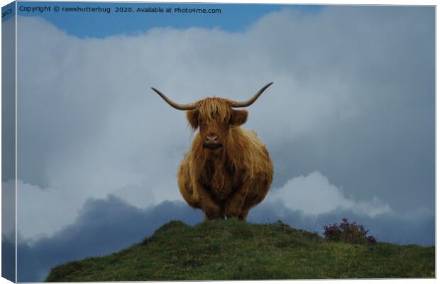 Highland Cow On A Hill Canvas Print by rawshutterbug 