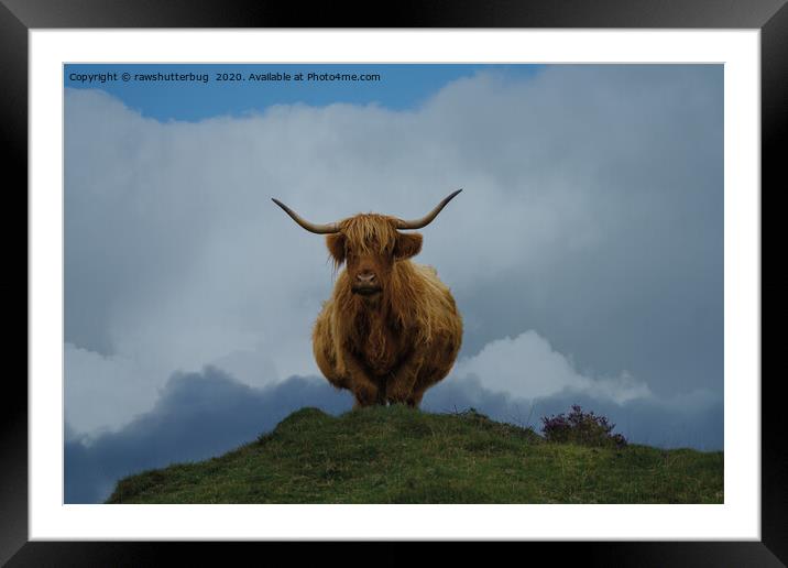 Highland Cow On A Hill Framed Mounted Print by rawshutterbug 