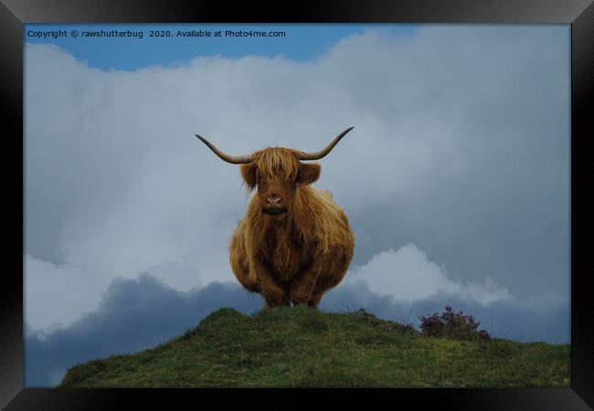Highland Cow On A Hill Framed Print by rawshutterbug 