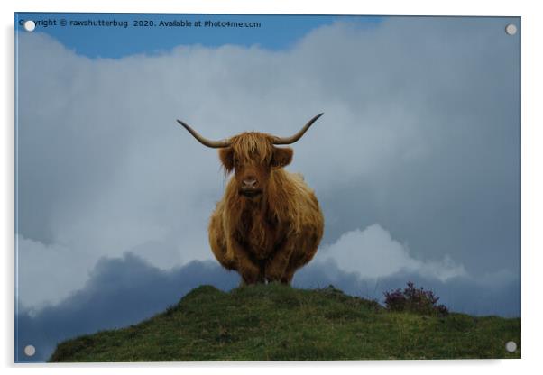 Highland Cow On A Hill Acrylic by rawshutterbug 