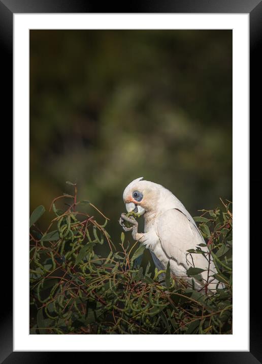 Little Corella Framed Mounted Print by Pete Evans