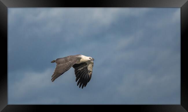 White Bellied Sea-eagle Framed Print by Pete Evans