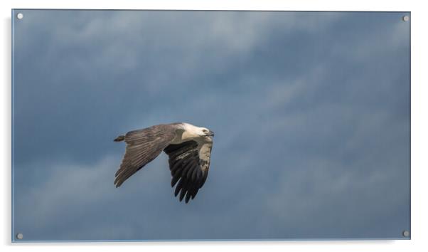 White Bellied Sea-eagle Acrylic by Pete Evans