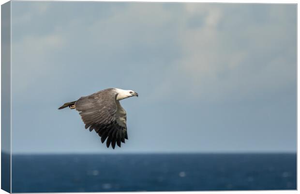 White Bellied Sea-eagle Canvas Print by Pete Evans