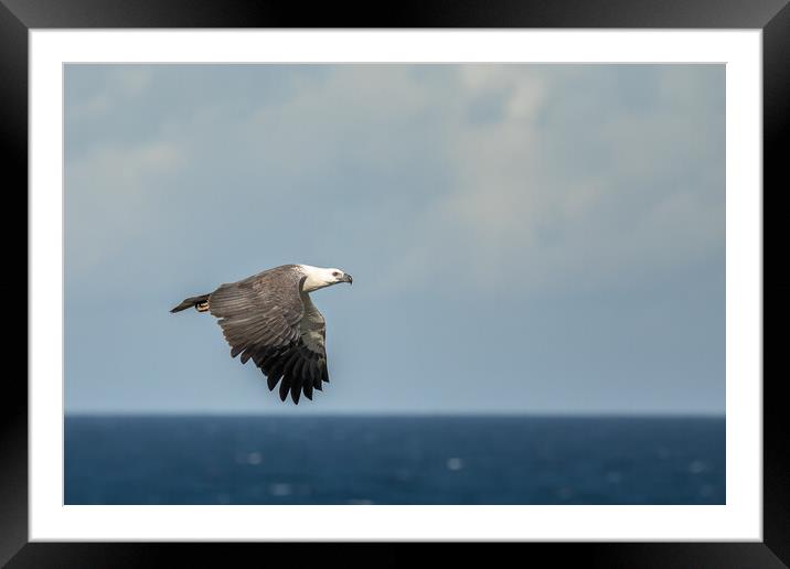 White Bellied Sea-eagle Framed Mounted Print by Pete Evans
