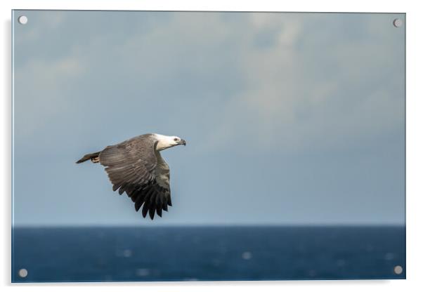 White Bellied Sea-eagle Acrylic by Pete Evans