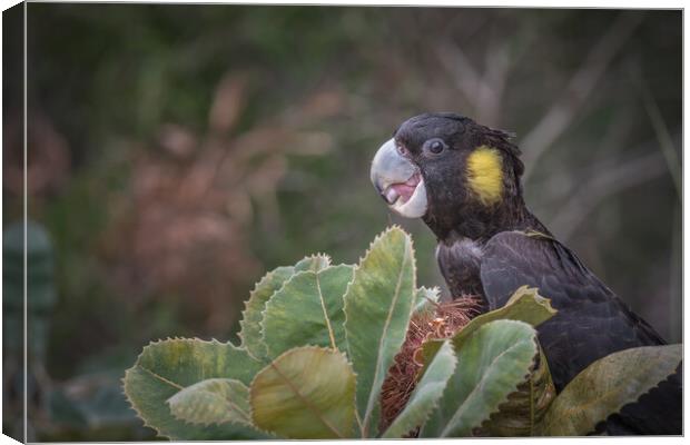 yellow tailed black cockatoo Canvas Print by Pete Evans