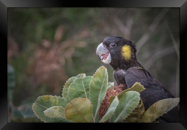 yellow tailed black cockatoo Framed Print by Pete Evans