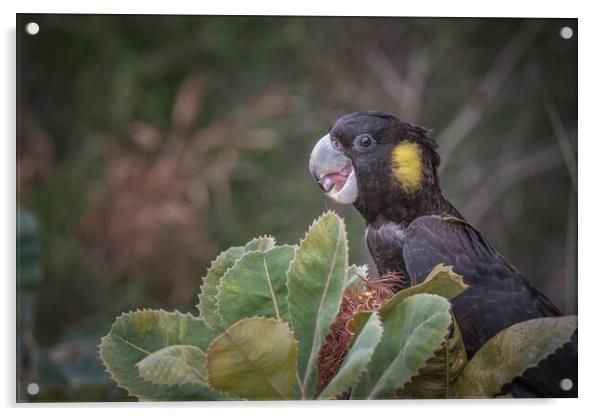 yellow tailed black cockatoo Acrylic by Pete Evans