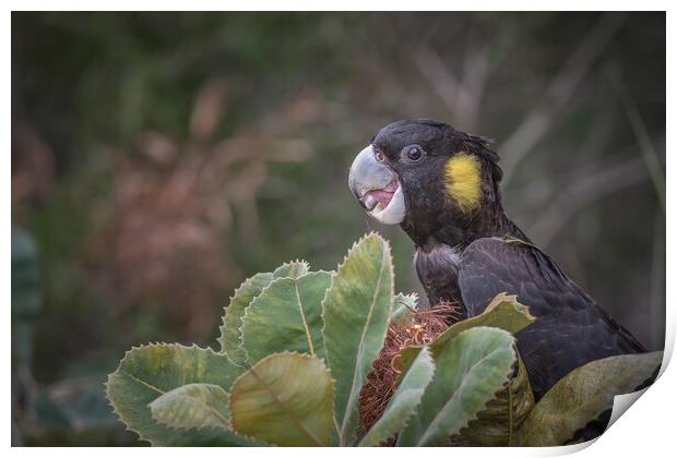 yellow tailed black cockatoo Print by Pete Evans