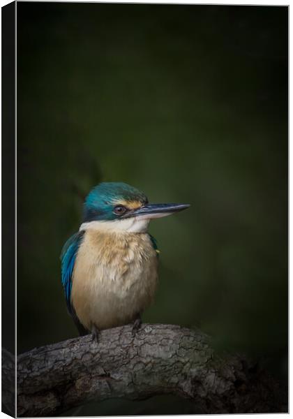 A Sacred Kingfisher  Canvas Print by Pete Evans