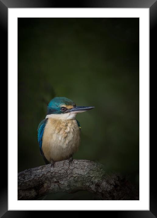 A Sacred Kingfisher  Framed Mounted Print by Pete Evans