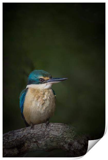 A Sacred Kingfisher  Print by Pete Evans
