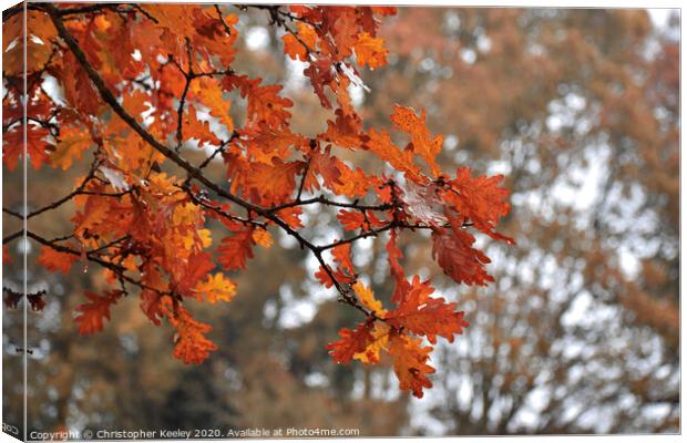 Autumnal leaves Canvas Print by Christopher Keeley