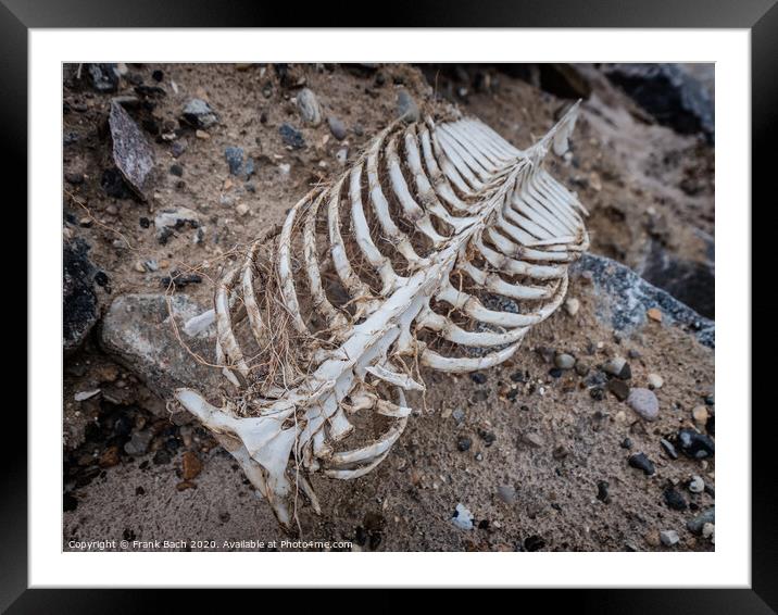 Porpoise skeleton at the beach in Lild, Denmark Framed Mounted Print by Frank Bach