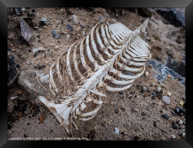 Porpoise skeleton at the beach in Lild, Denmark Framed Print by Frank Bach