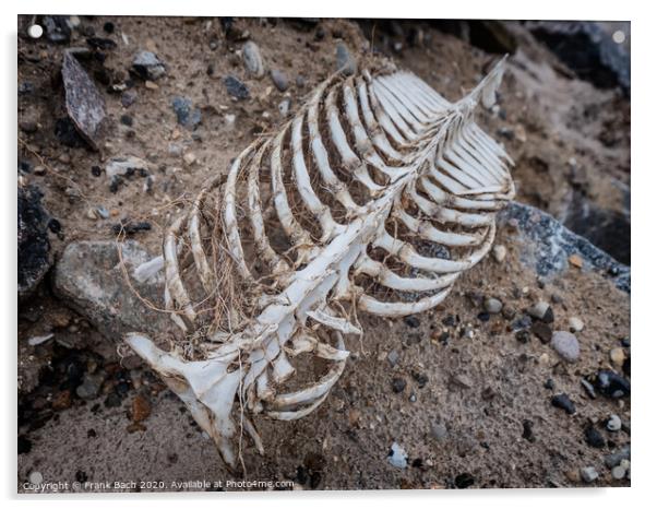 Porpoise skeleton at the beach in Lild, Denmark Acrylic by Frank Bach