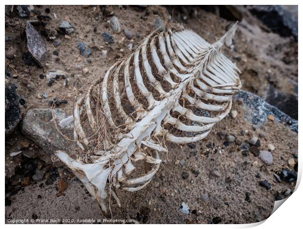 Porpoise skeleton at the beach in Lild, Denmark Print by Frank Bach