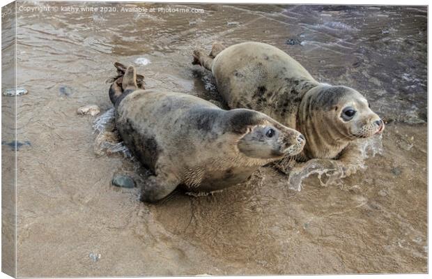 grey seals playing in the water Canvas Print by kathy white