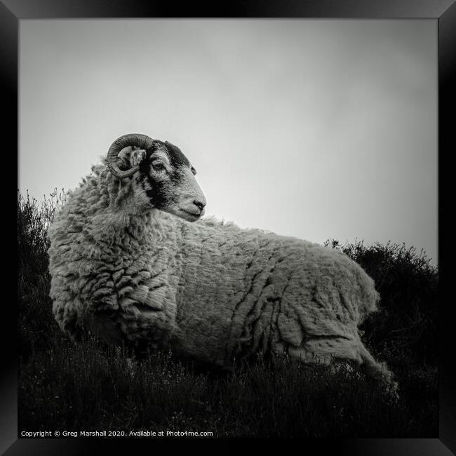 Moody Sheep in Mono Framed Print by Greg Marshall