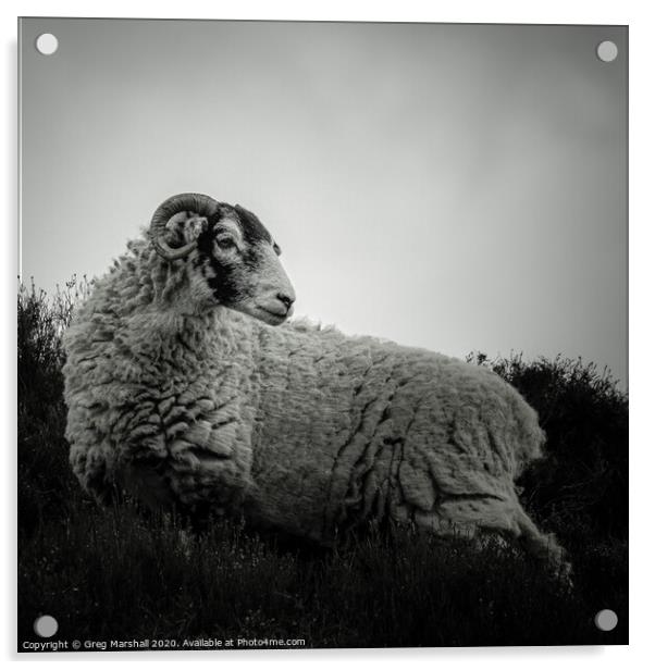Moody Sheep in Mono Acrylic by Greg Marshall