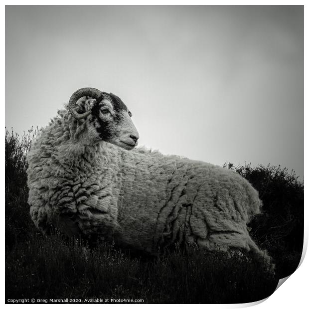 Moody Sheep in Mono Print by Greg Marshall