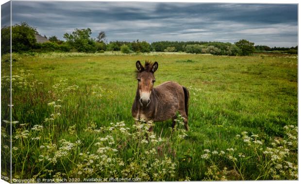 Mule in a field in Thy, Denmark Canvas Print by Frank Bach