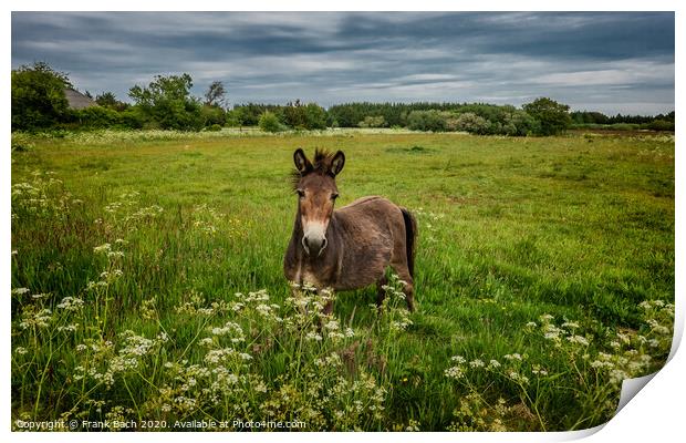 Mule in a field in Thy, Denmark Print by Frank Bach