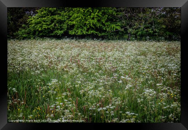 Field with wild chervil in Thy, Denmark Framed Print by Frank Bach