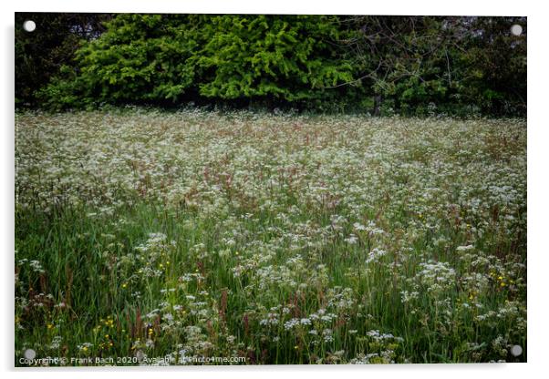 Field with wild chervil in Thy, Denmark Acrylic by Frank Bach