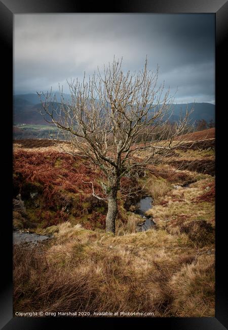 Autumn Tree Lake District Framed Print by Greg Marshall